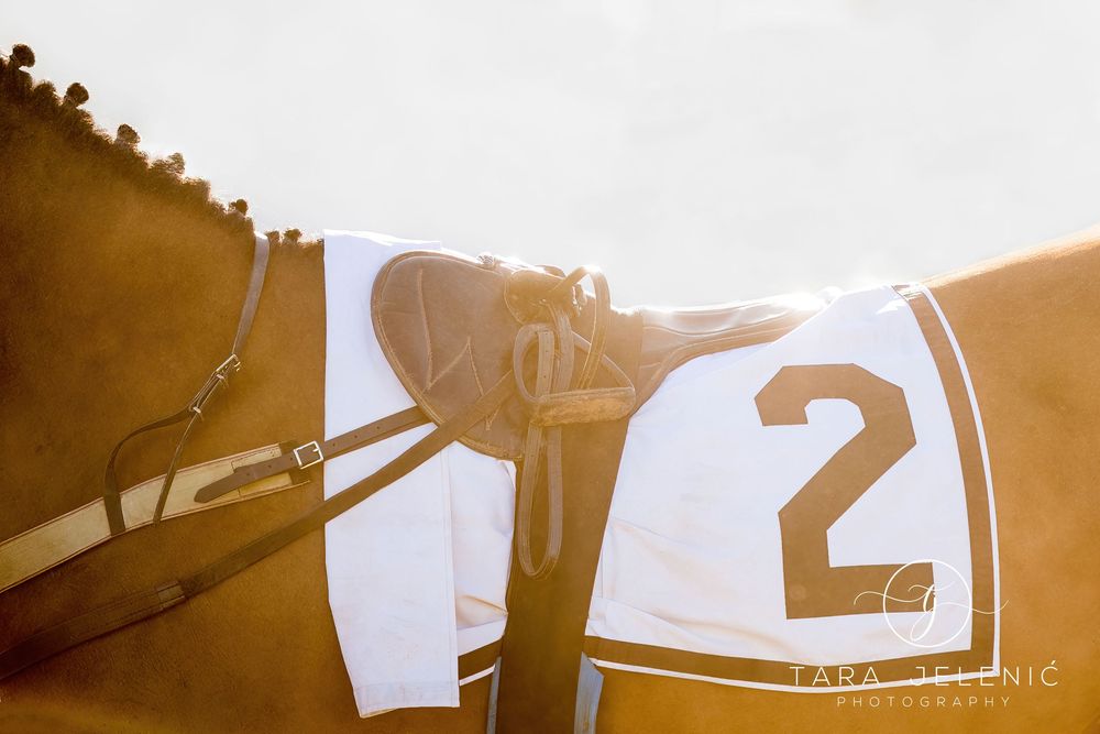 ©Images from Gold Cup Series ~ No.2
Tara Jelenić Photography