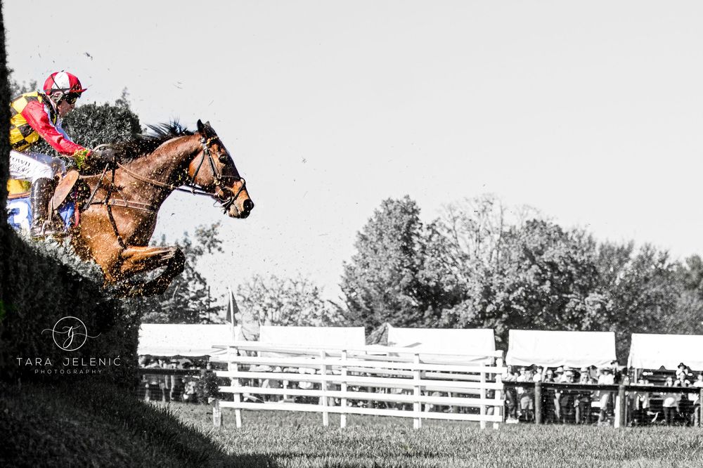 ©Images from Gold Cup Series ~ ©Steeplechase at VA Gold Cup
Tara Jelenić Photography