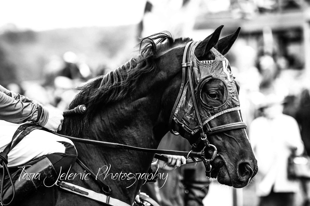 ©Images from Gold Cup Series ~ ©Racehorse in Black and White, Image One
Tara Jelenić Photography