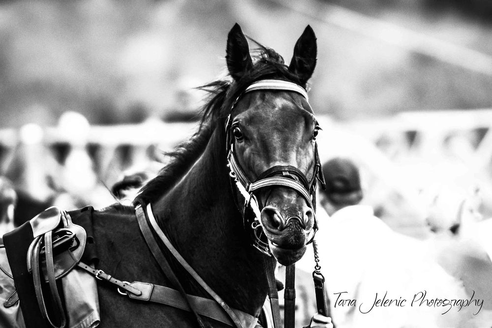 ©Images from Gold Cup Series ~ ©Racehorse in Black and White, Image Two
Tara Jelenić Photography
