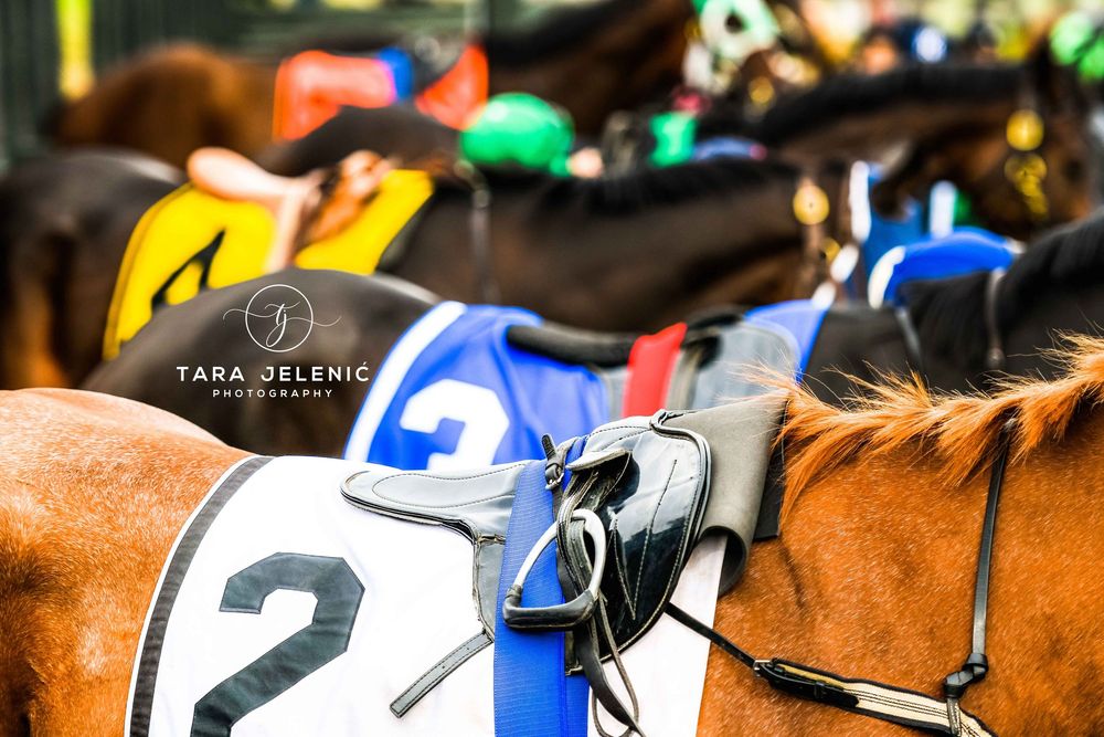 ©Images from Gold Cup Series ~ ©The Line Up at Virginia Gold Cup
Tara Jelenić Photography