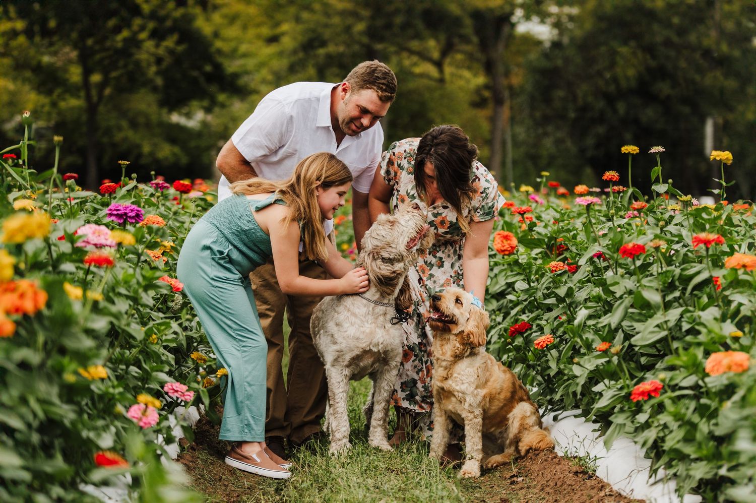 Family with man, woman, and girl petting two fluffy dogs among colorful zinnia flowers in a garden.
