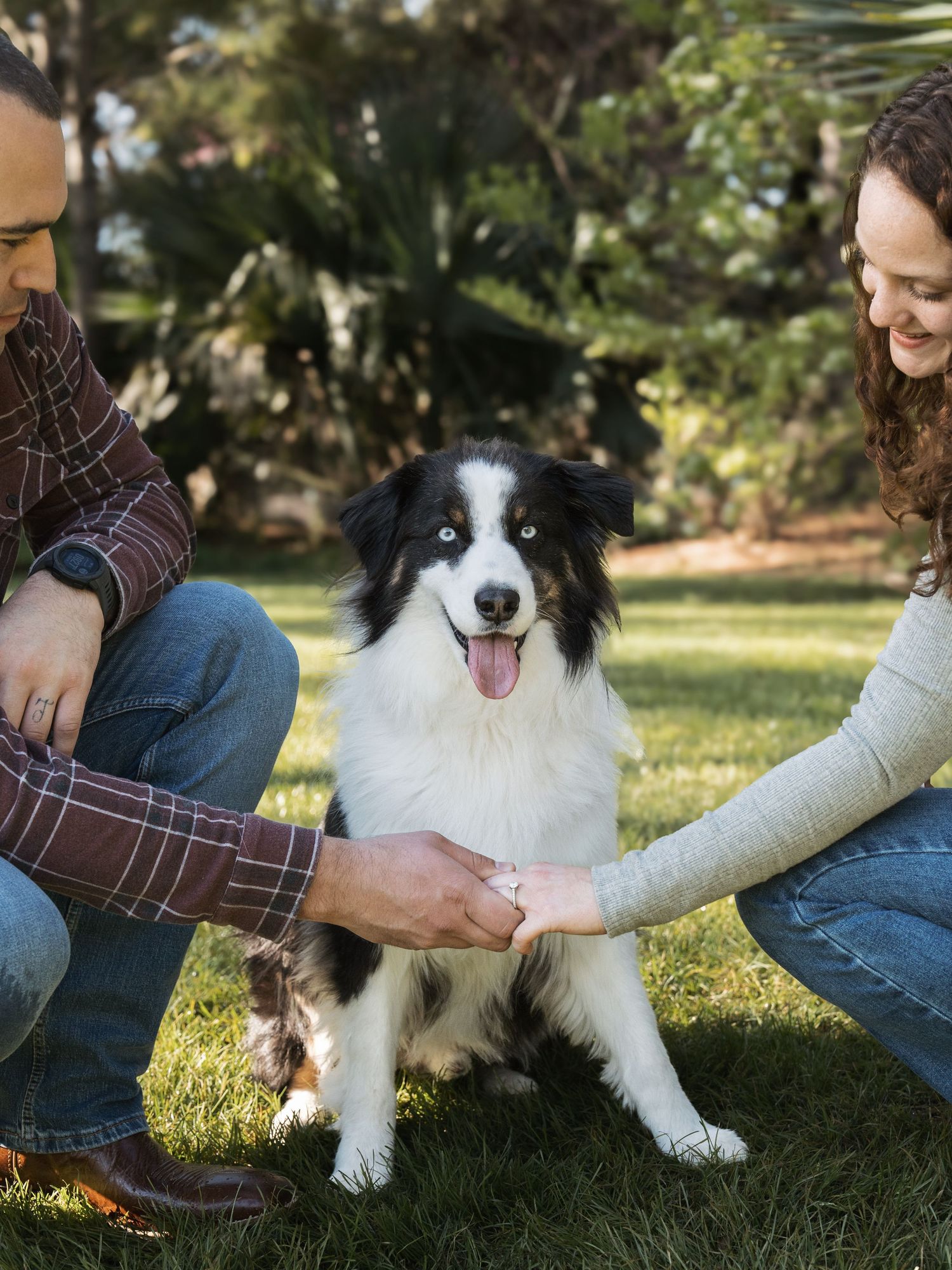Black and white border collie dog lying on grass while receiving affection and pets from its owners.