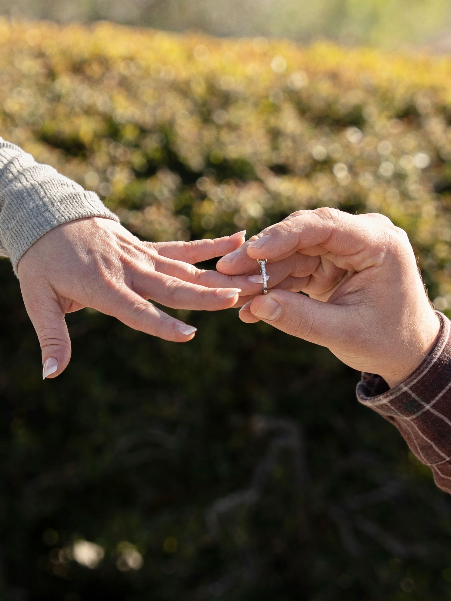 A close-up shot of hands exchanging an engagement ring during a proposal in warm sunlight with bokeh background.