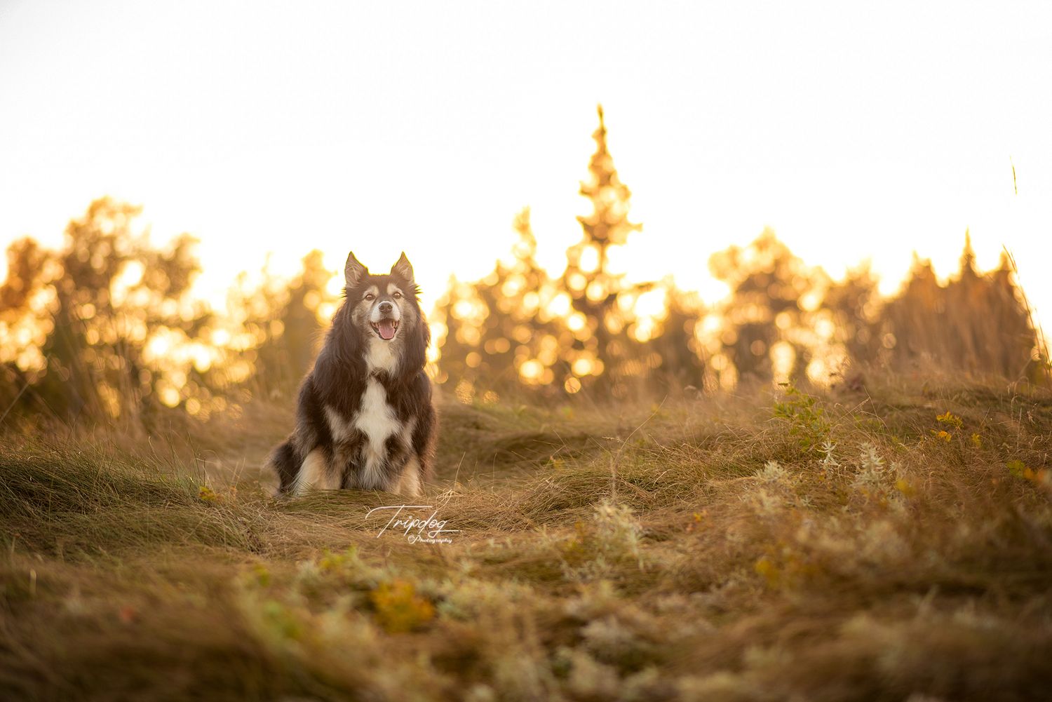 A dog sits on a grassy hill bathed in warm golden sunset light with trees in the background.