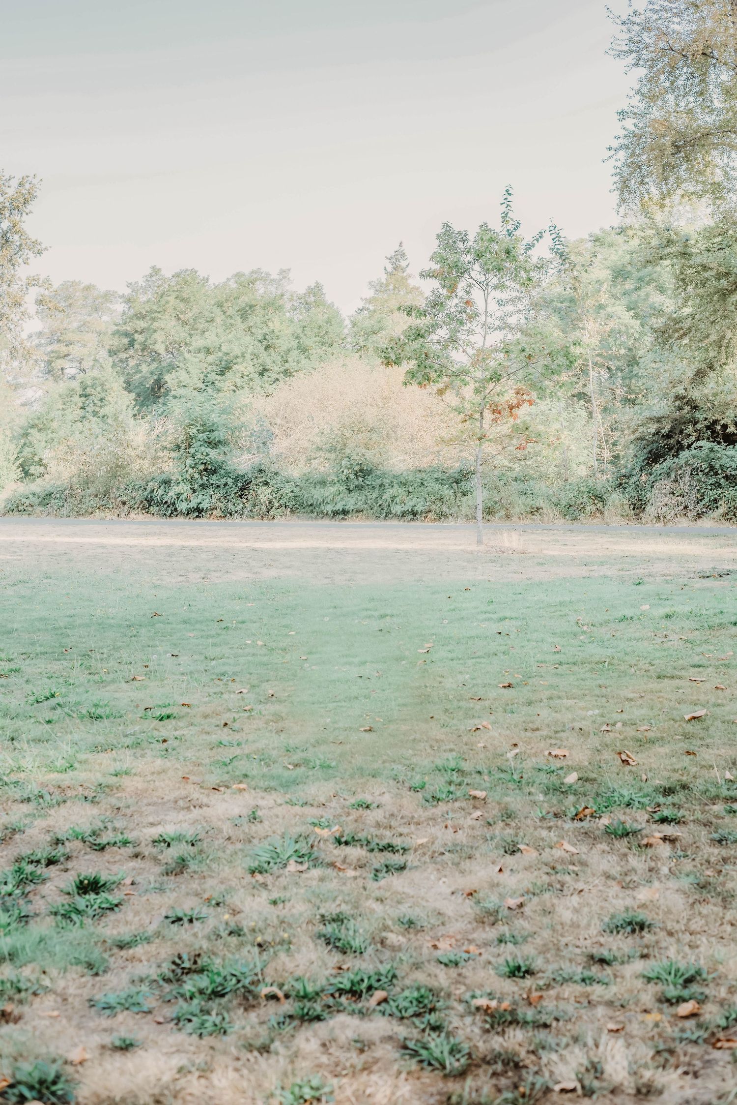 Grassy meadow landscape with scattered vegetation and trees in the background on a misty day.
