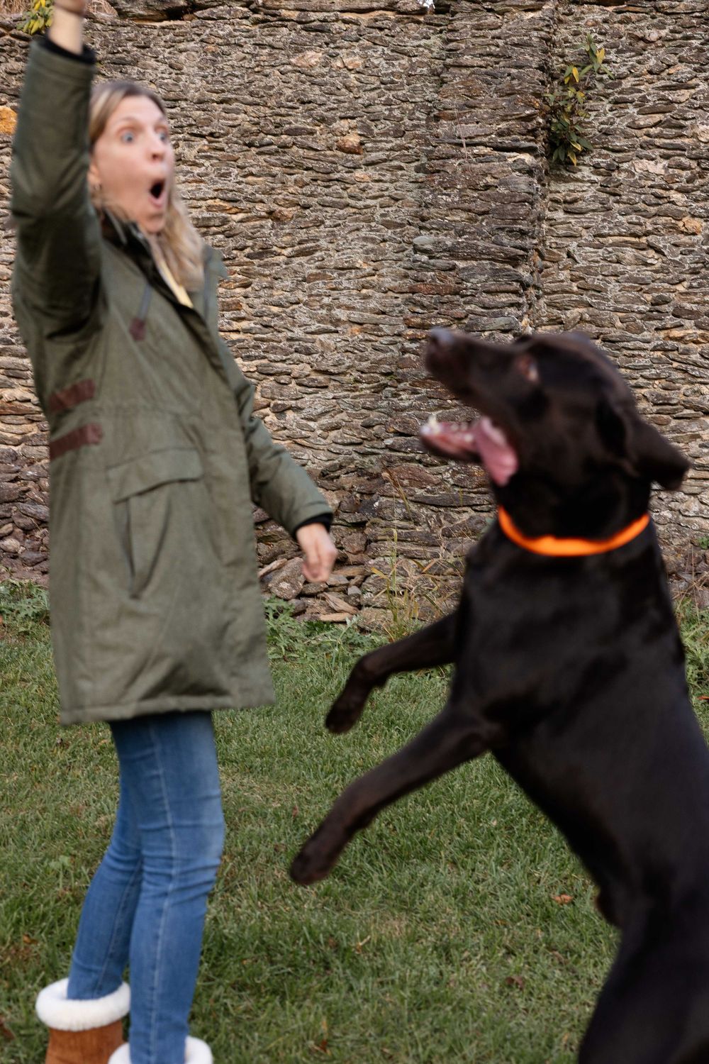 A playful black Labrador with an orange collar jumps up excitedly next to someone in a green jacket against a stone wall.