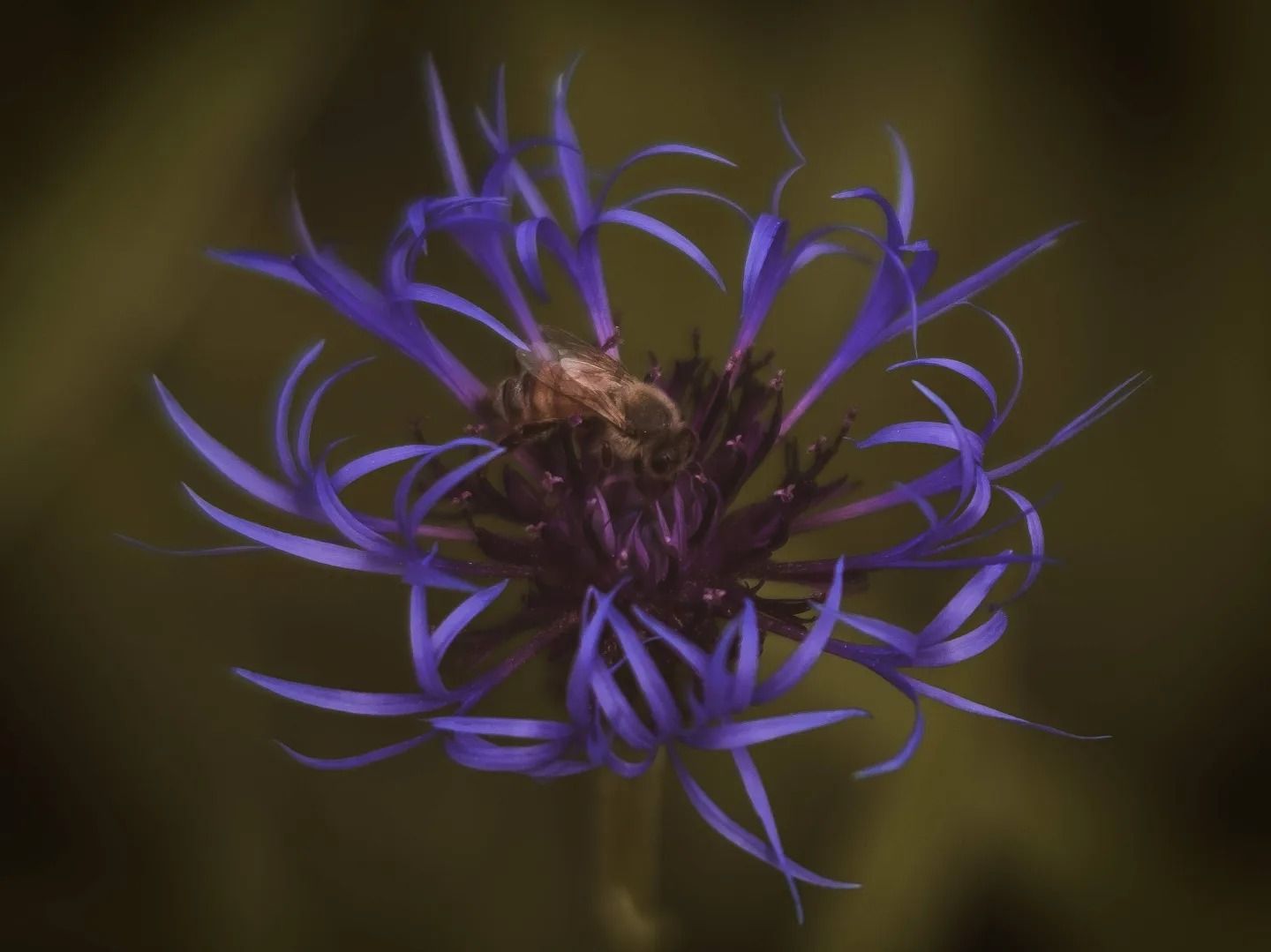 Close-up macro shot of a purple cornflower with a bee collecting nectar.