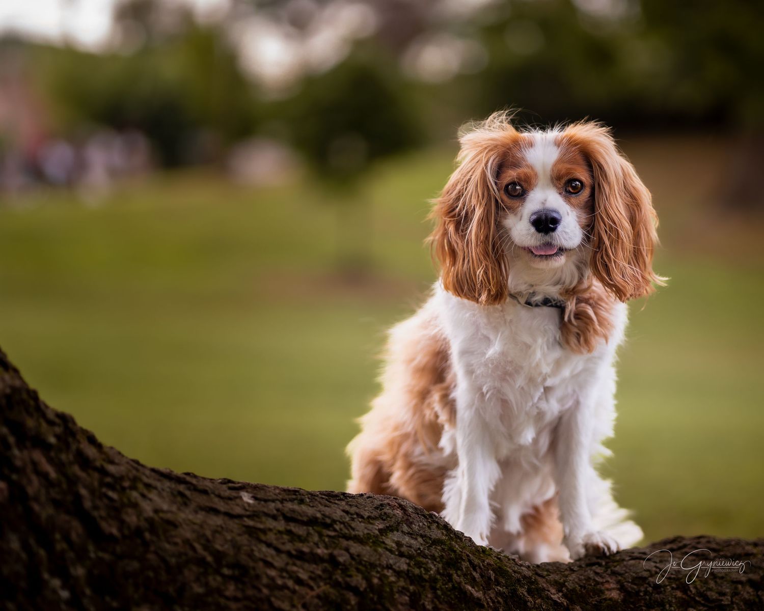 Dog portrait