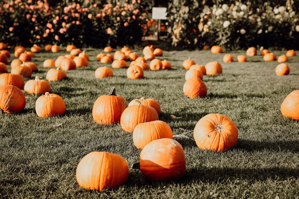 Orange pumpkins scattered across a grassy field on an autumn day.