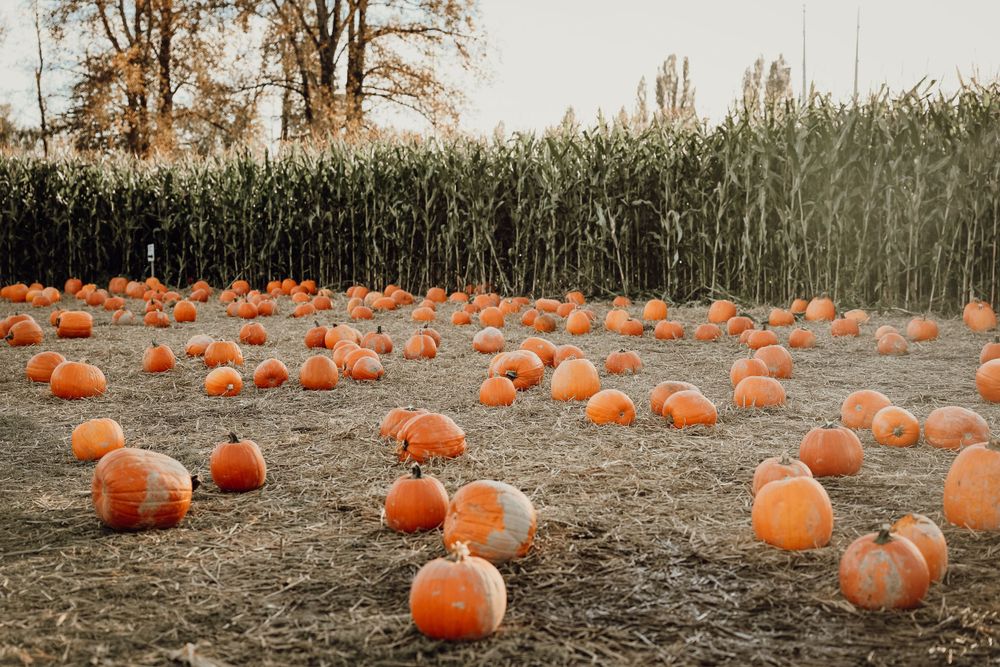 Orange pumpkins scattered across a dirt field next to tall corn stalks at sunset.
