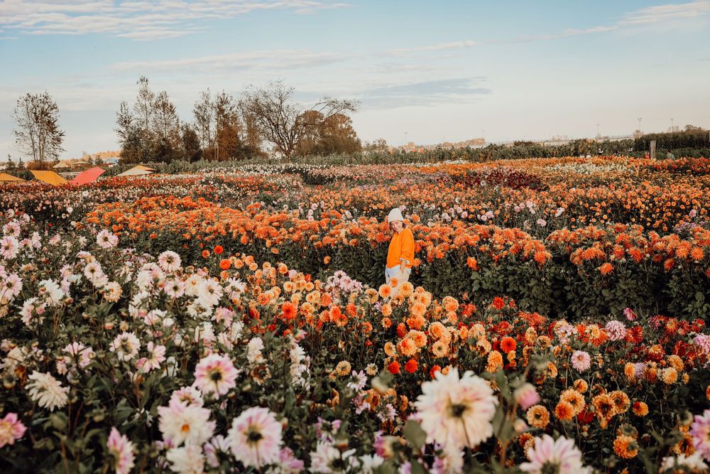 Vibrant orange and white dahlias blooming in a vast flower field during sunset.
