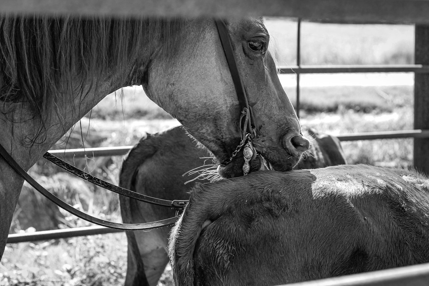 Branded Shutter photography by Kelsie Taylor