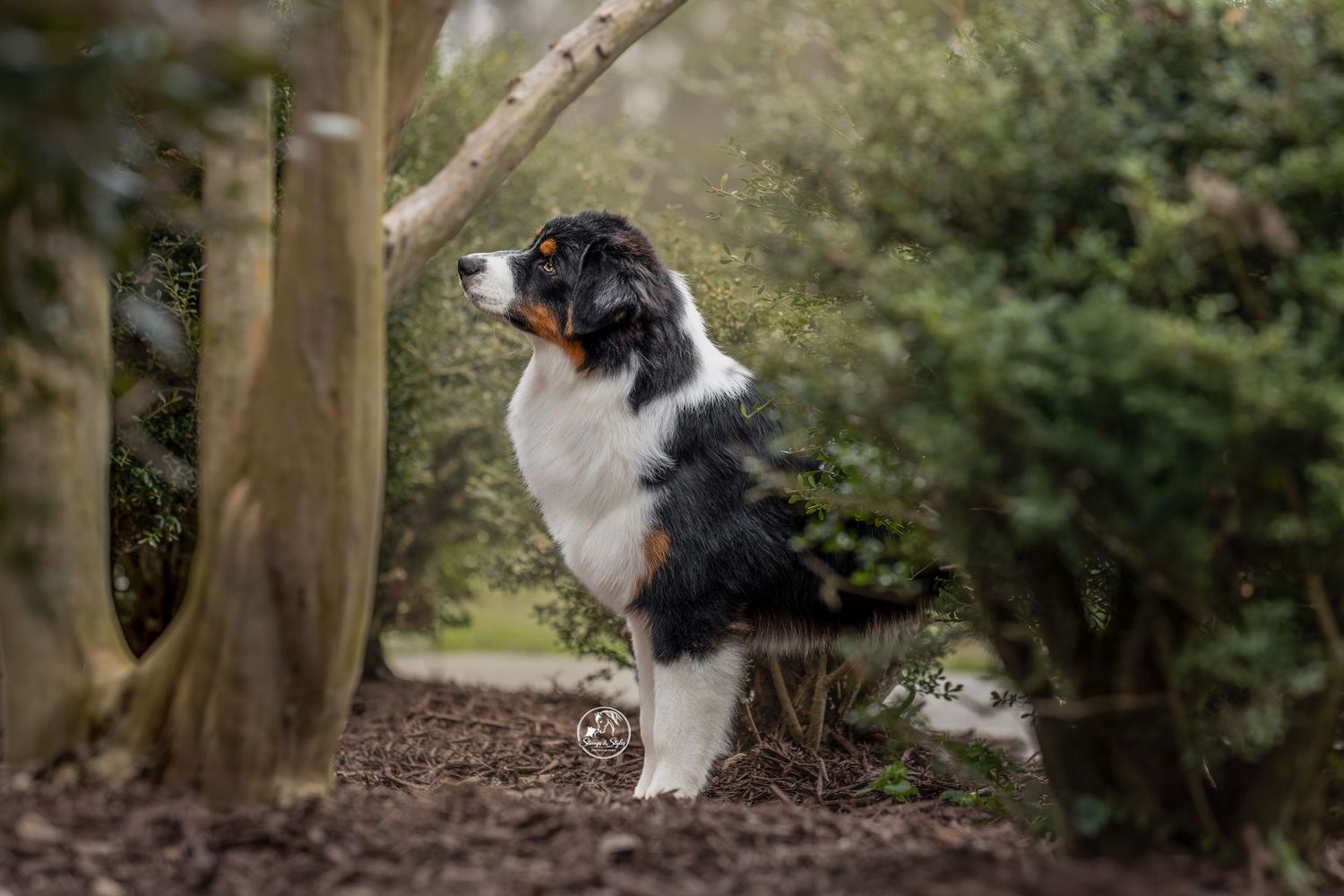 Australian Shepherd with tri-colored coat poses on log in forest setting.