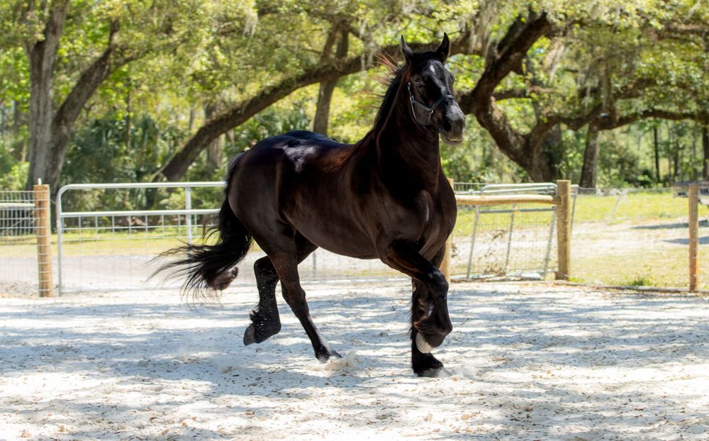 Majestic draft horse stands tall at Final Draft Horse Farm LLC—elegance and power in one frame by Crystal Kellogg Photography.