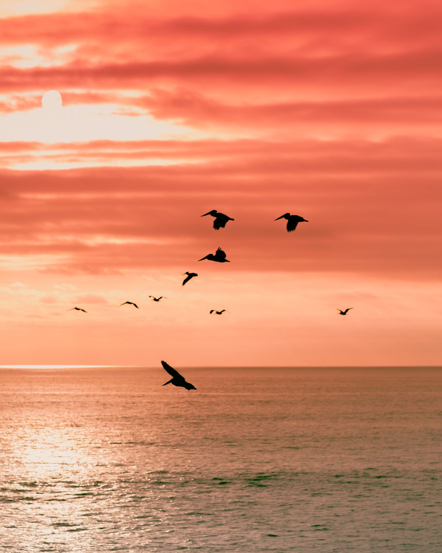 Birds silhouetted against dramatic orange sunset sky over ocean horizon.