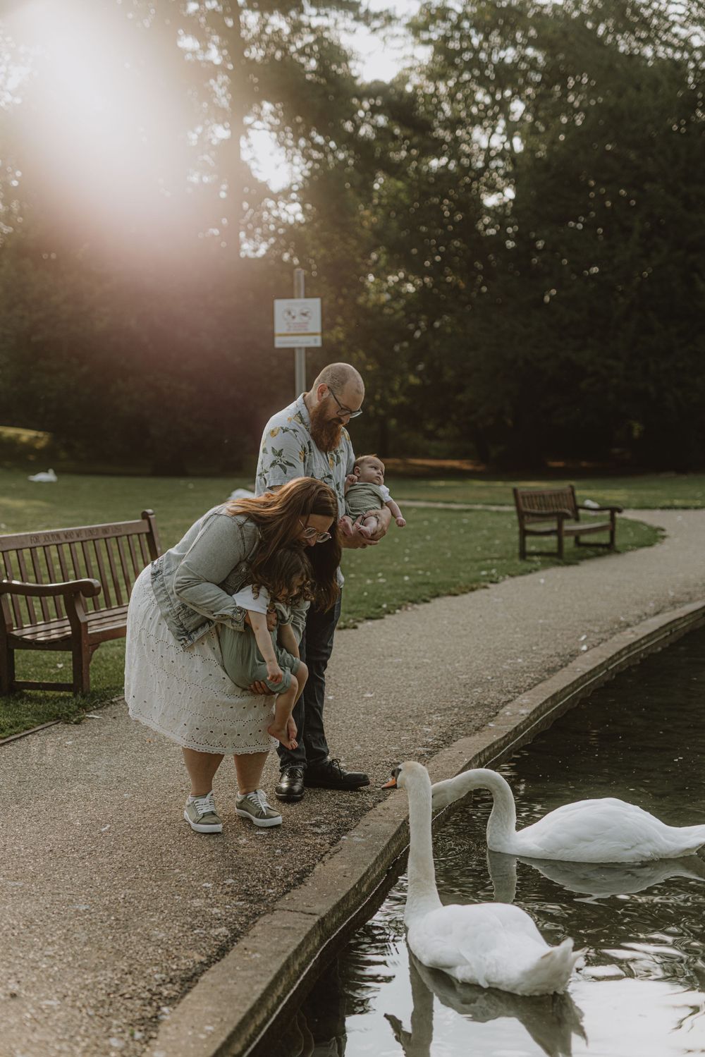 Family feeding swans by a pond in a park during sunset.