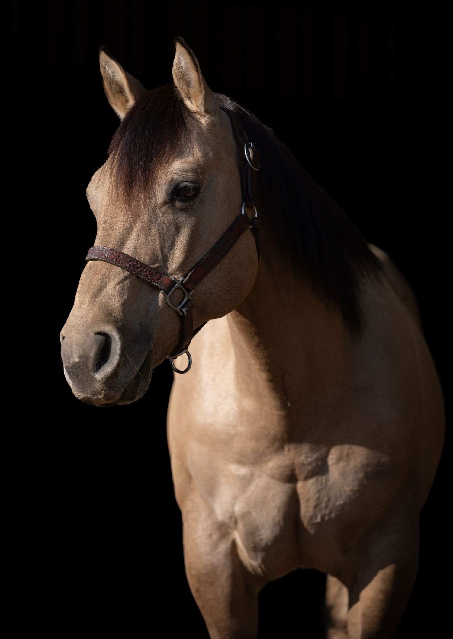 Muscular dun horse with leather halter photographed against dark background.