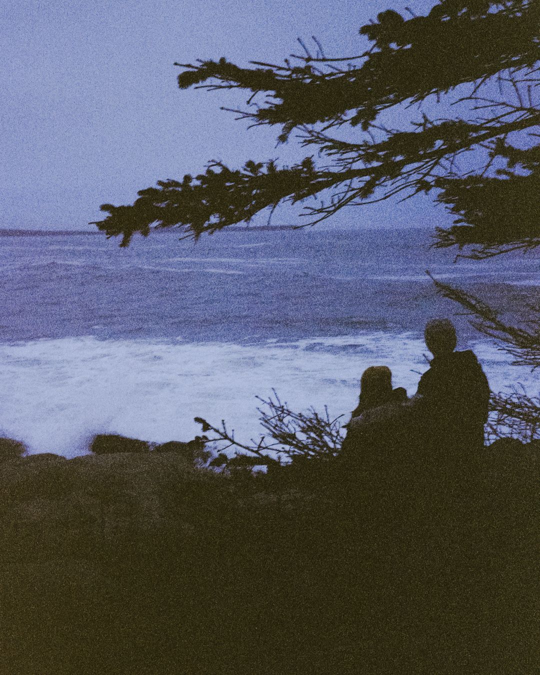 Silhouetted coastal landscape with tree branches framing a view of the ocean at dusk.