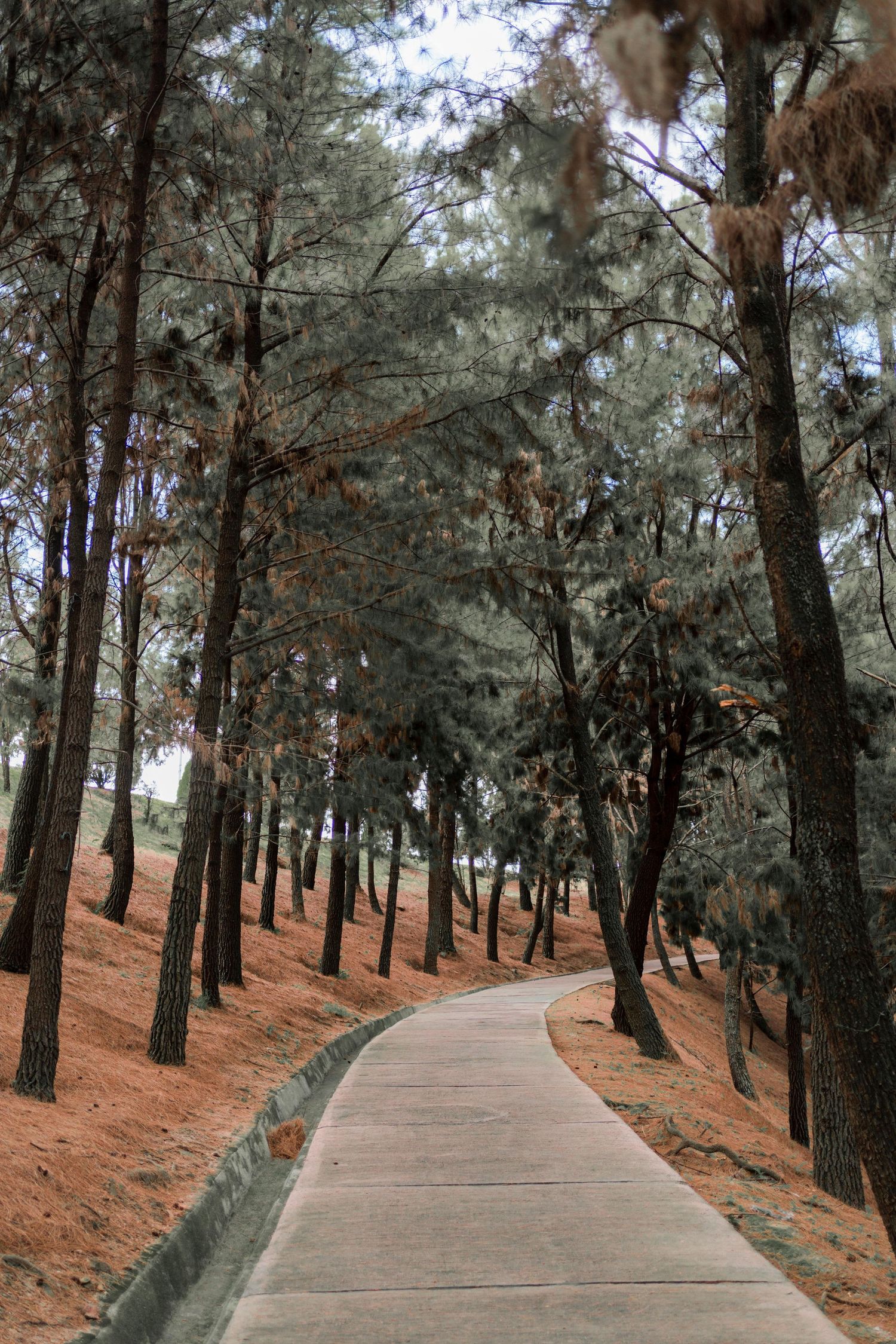 A winding concrete pathway through tall pine trees with reddish-brown soil on a serene forest trail.
