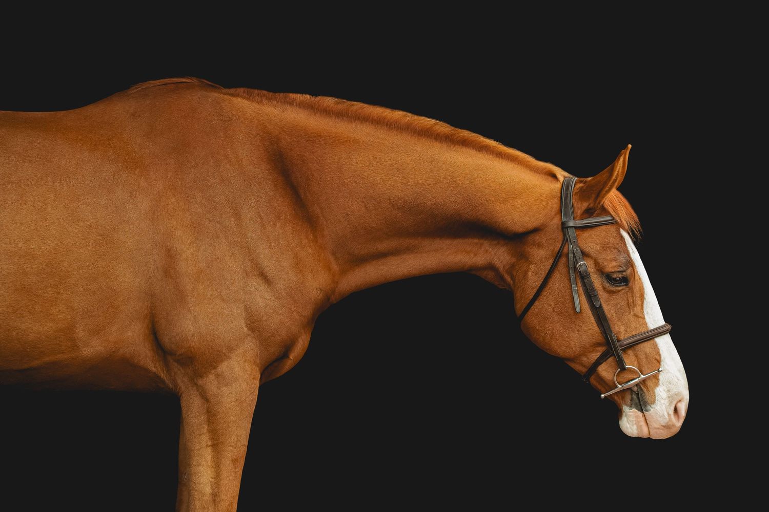 Close-up profile view of a chestnut horse with bridle against black background.