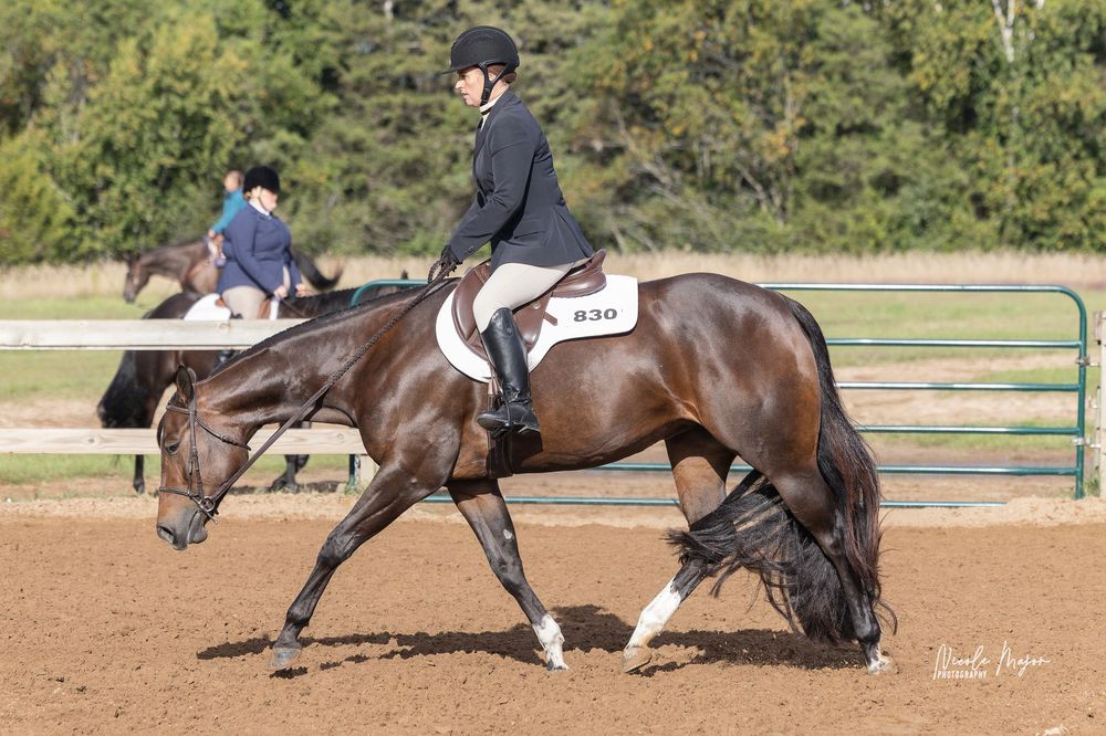 A bay horse trots through a training course with colored cones in an outdoor arena setting.