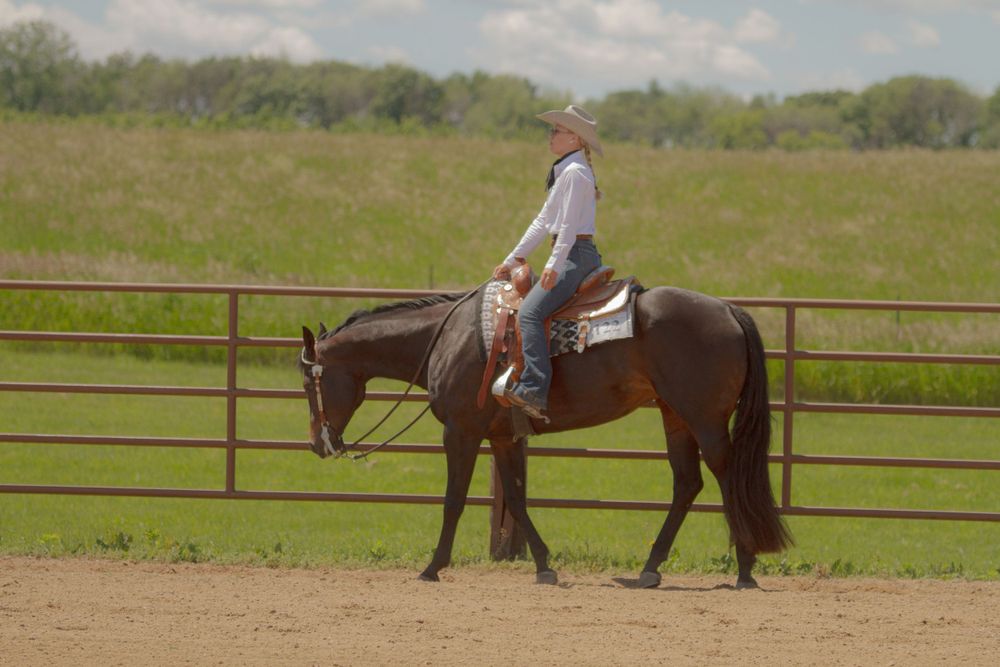 Dark horse being ridden at a walk in a fenced arena during training.