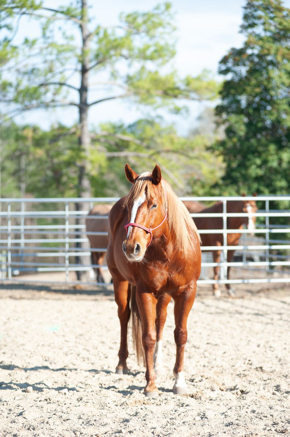 Three sequential photos show a brown horse walking through a fenced paddock with pine trees in the background.