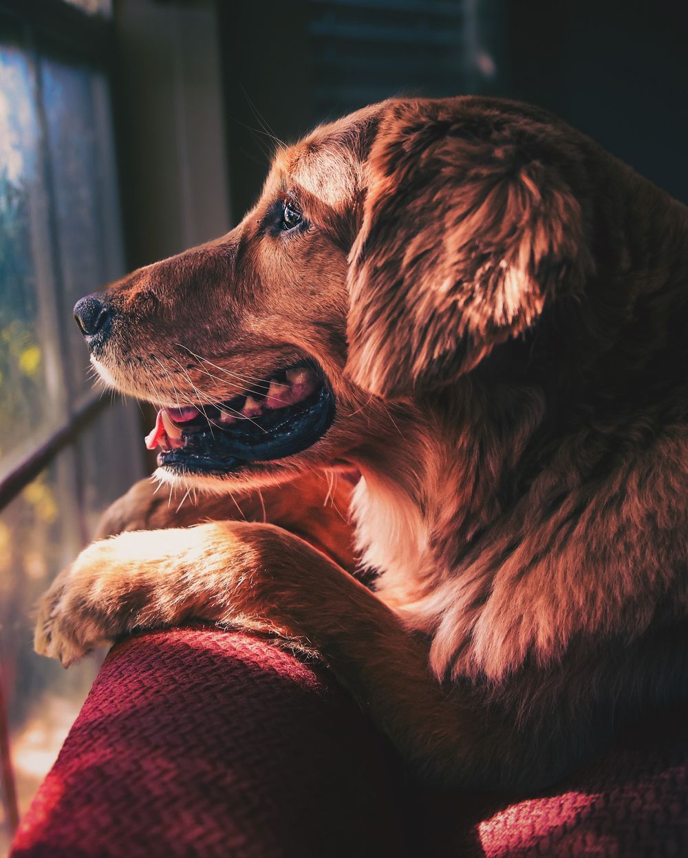 Dallas Fort Worth Animal Photographer