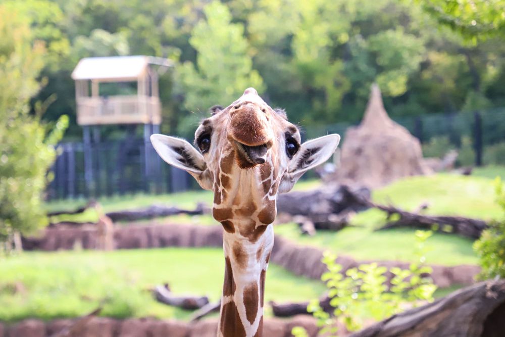 Dallas Fort Worth Animal Photographer
