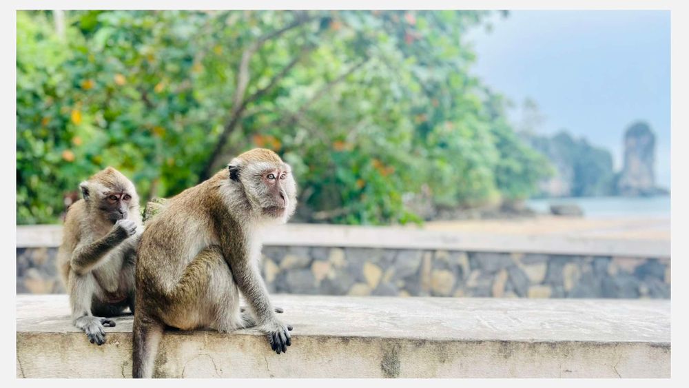 Two monkeys sitting on a stone wall with limestone cliffs visible in the background at a tropical location.