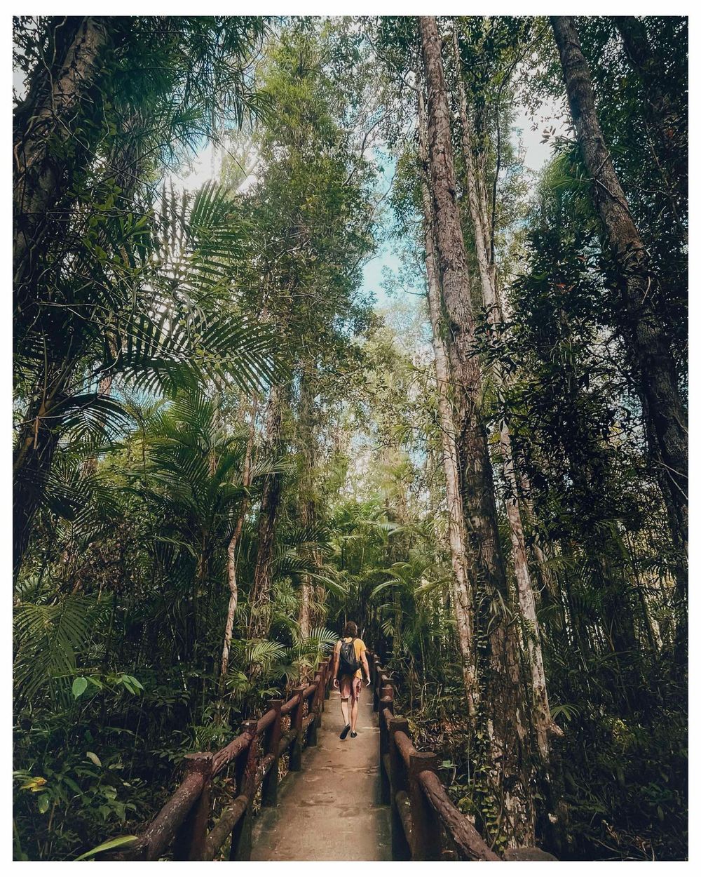 A wooden boardwalk path stretches through a lush tropical forest with tall trees and palm fronds reaching skyward.