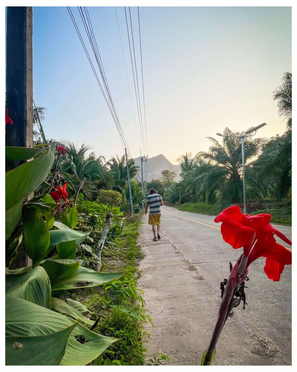 A red flower blooms beside a rural path lined with palm trees and tropical foliage during sunset.