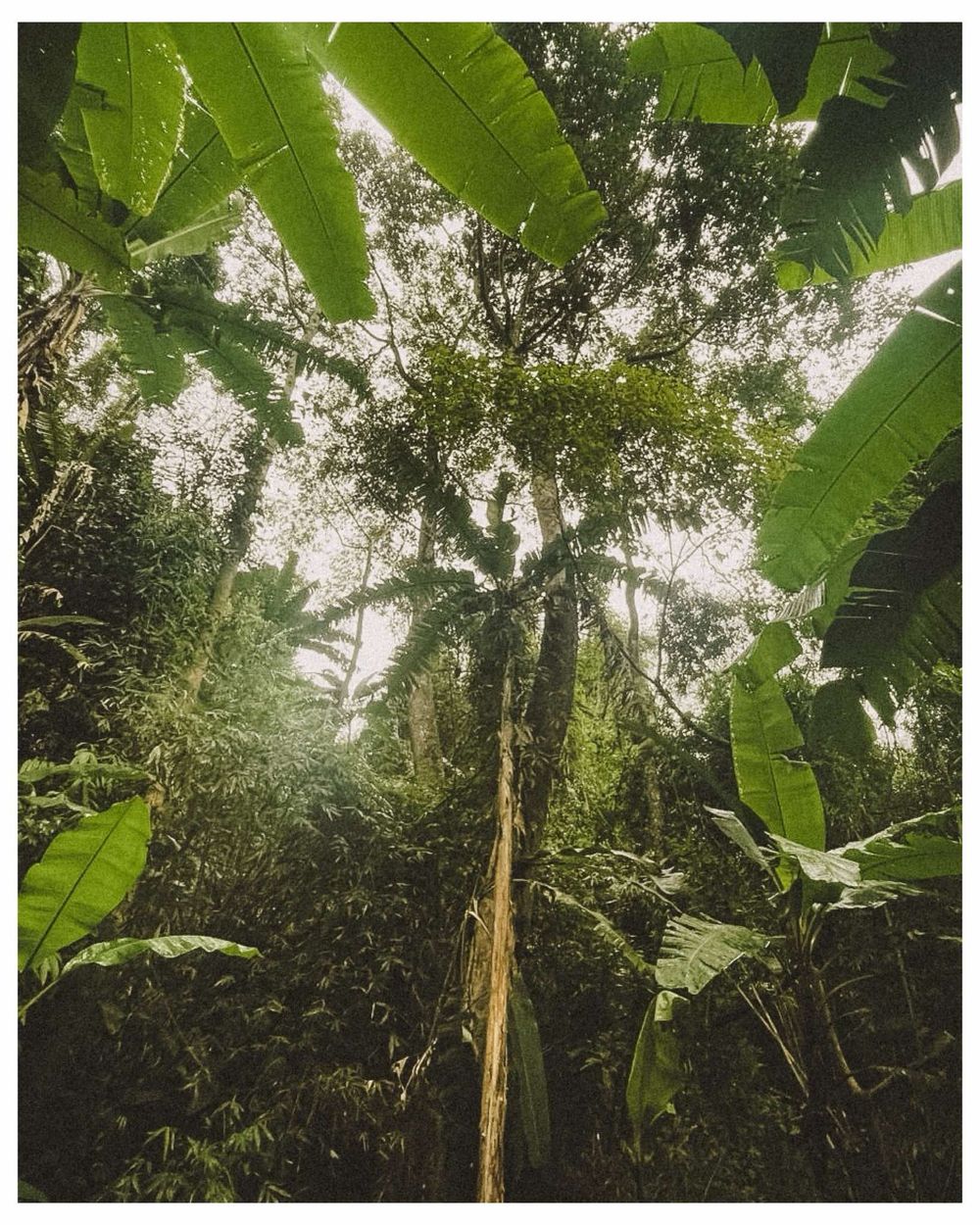 Towering trees and banana plants create a lush jungle canopy viewed from below with sunlight filtering through.