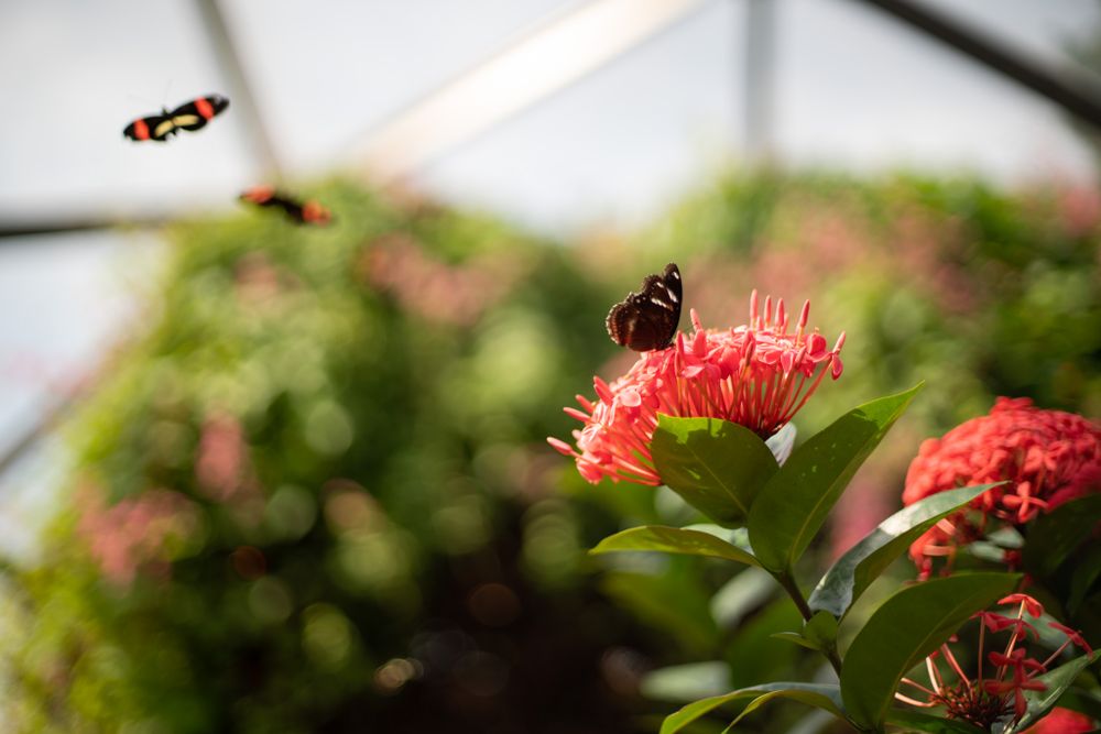 Butterfly hovering near pink flowers in a greenhouse with soft bokeh effect.