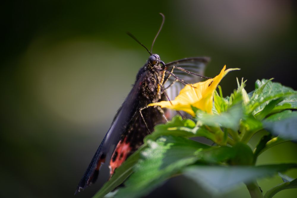 Dark butterfly with red spots feeding on a yellow flower against a blurred green background.