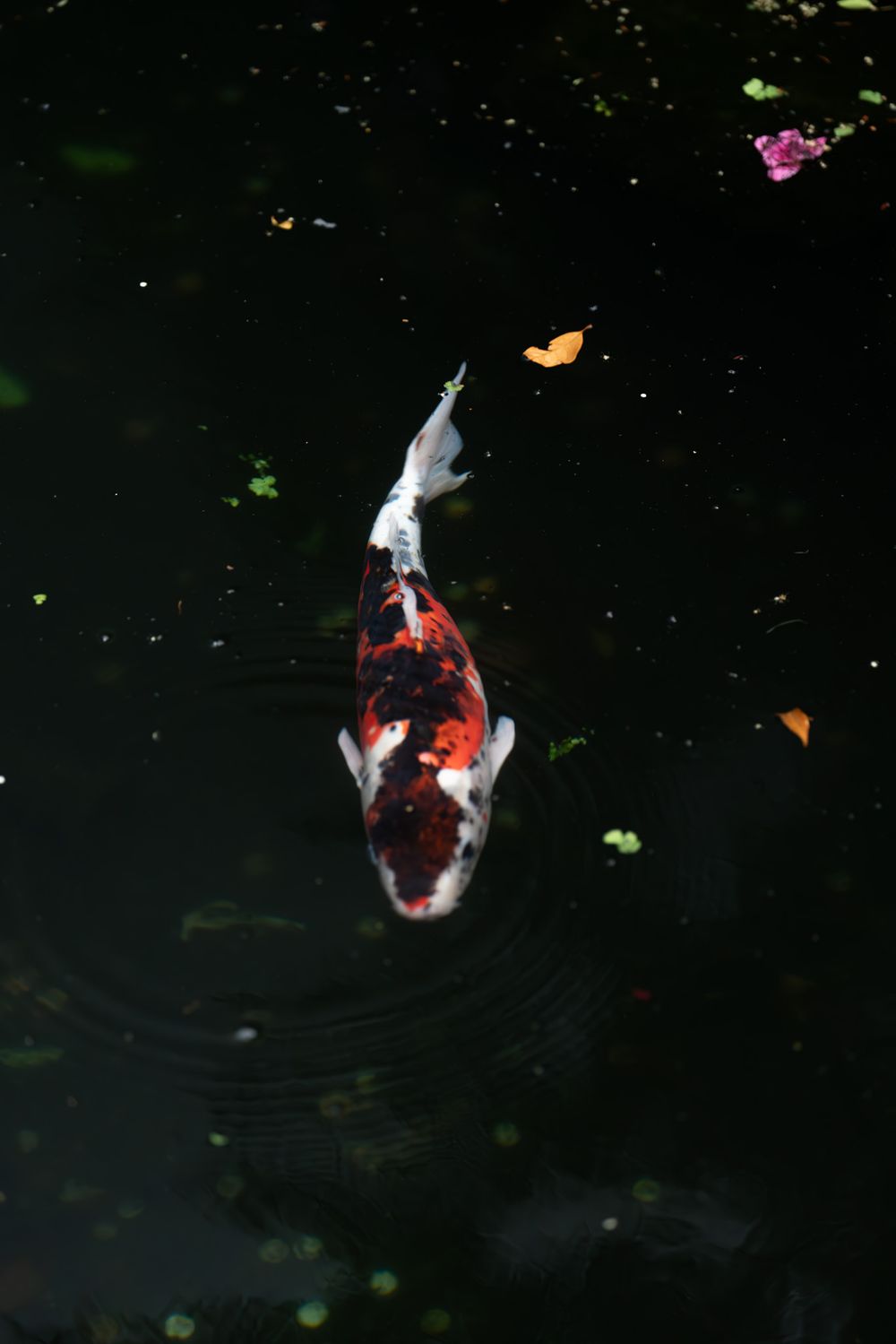 Koi fish swimming in dark water with butterflies floating above.