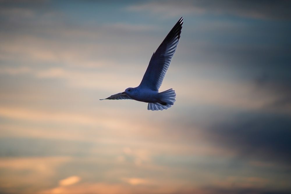 Seagull soaring against pastel sunset sky with wings spread.