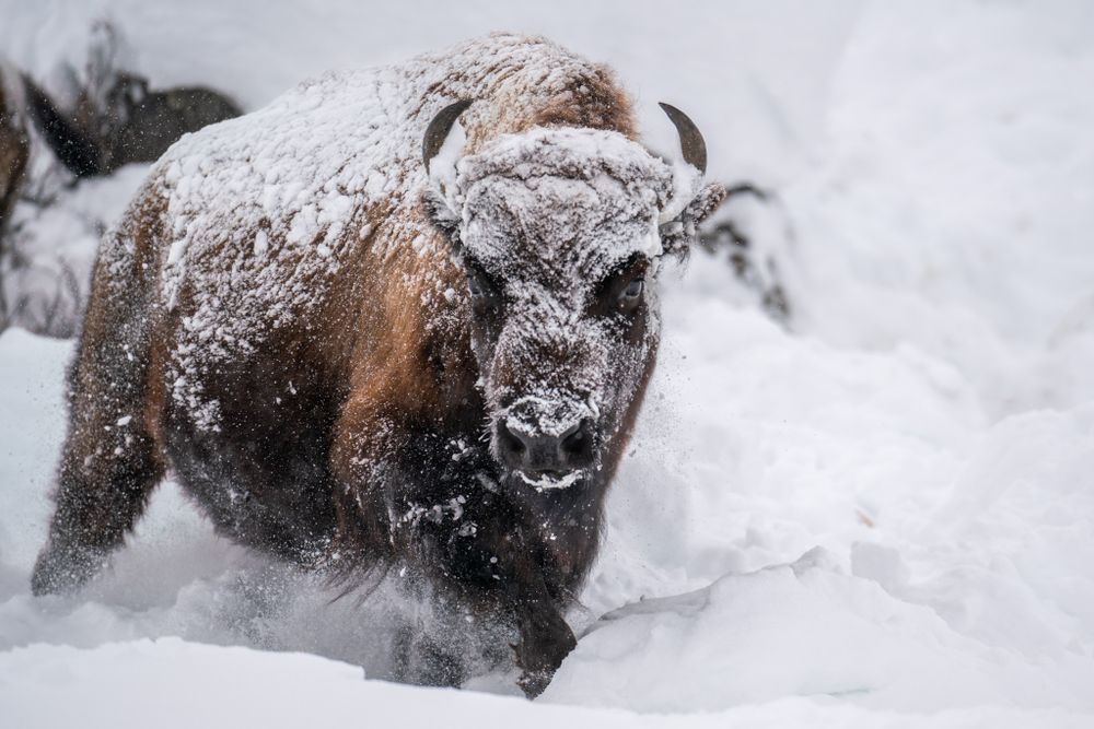 Snow-covered bison trudging through deep winter snow in dramatic close-up.