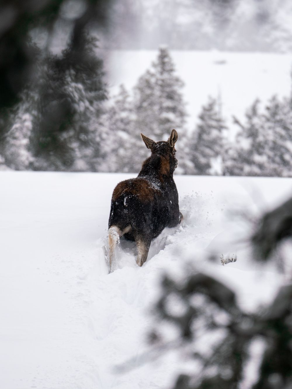 A dog runs through deep snow in a winter forest landscape with evergreen trees in the background.