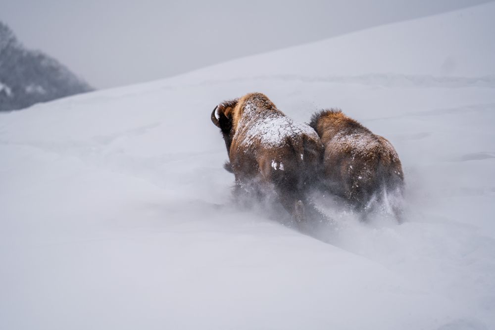 Two bison trudging through deep powder snow in winter mountains.