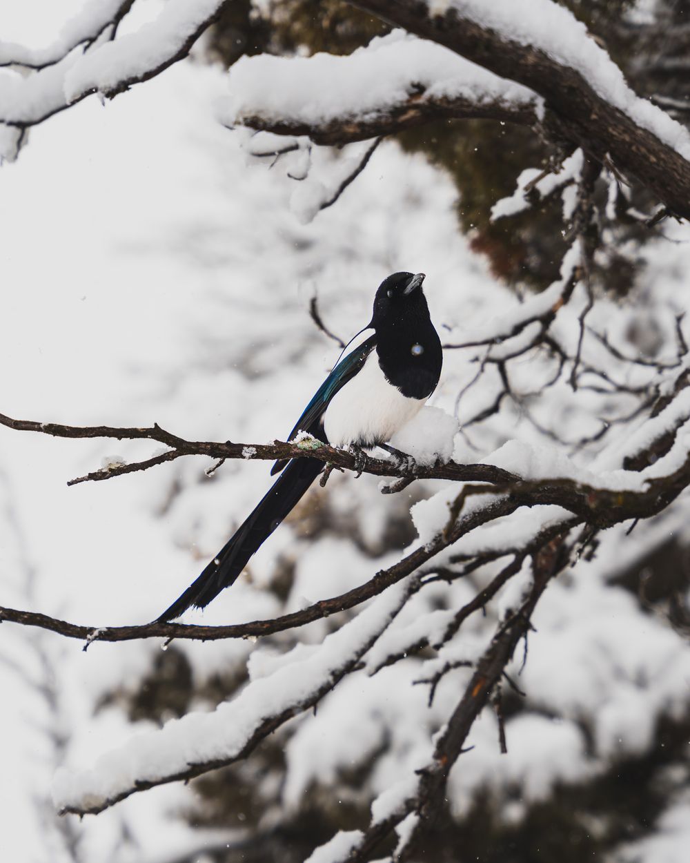 A magpie with vibrant blue feathers perches on a snow-covered branch in winter.