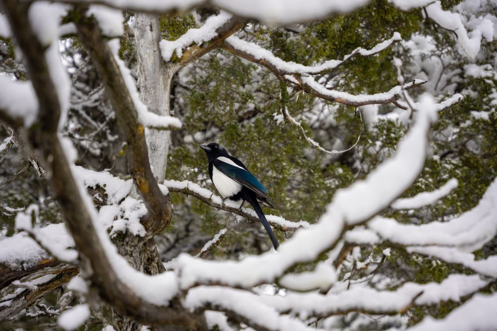 Blue and black magpie sits among snowy tree branches on a winter day.