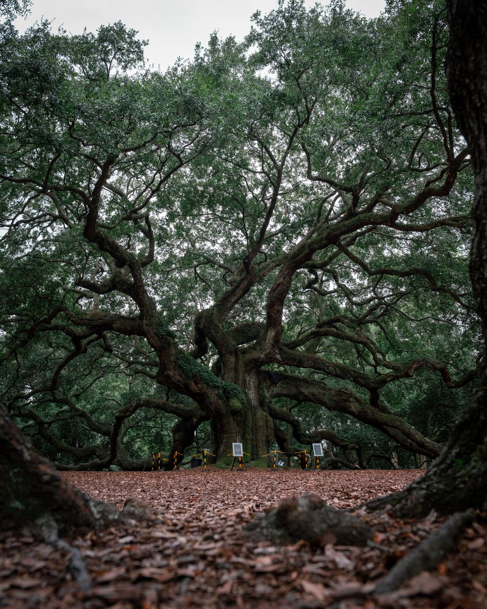 Ancient oak tree with sprawling branches covered in Spanish moss in a forest setting.