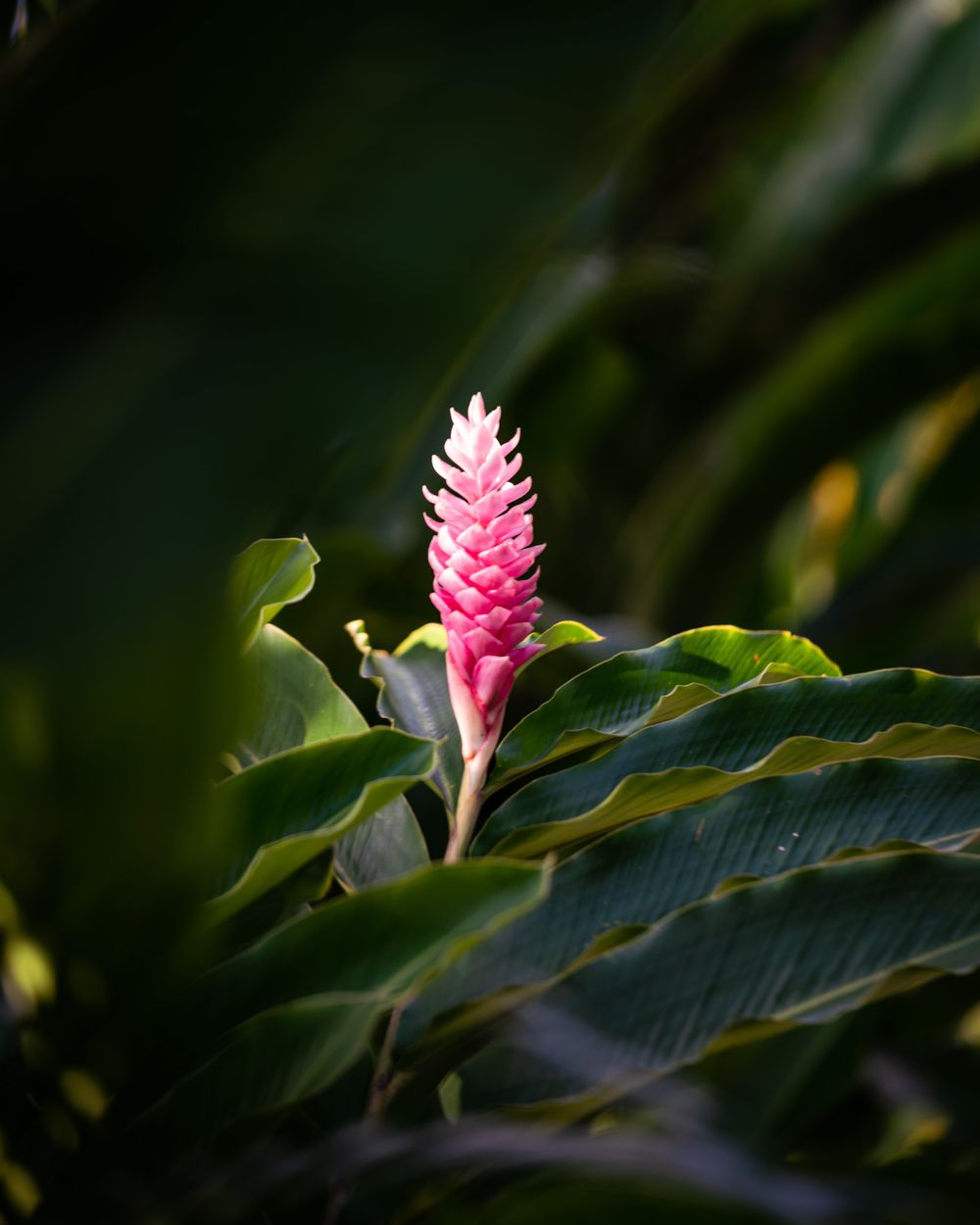 Pink ginger flower blooms among green tropical foliage.
