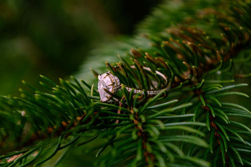 Diamond engagement ring nestled among green pine needles in macro photography.