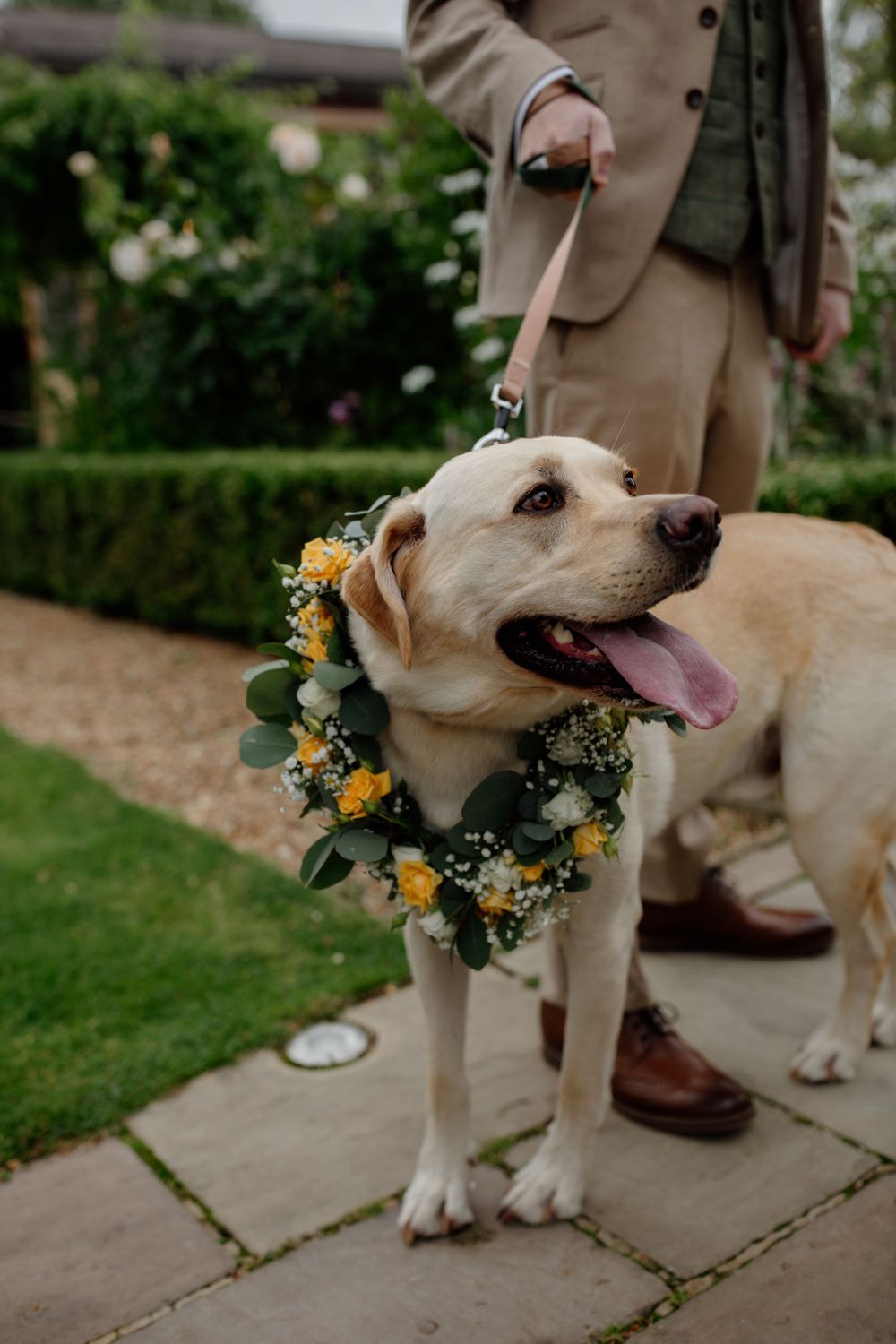 Yellow lab wearing a beautiful floral wreath collar made of yellow flowers and greenery stands on stone patio. Wedding dog Houchins wedding