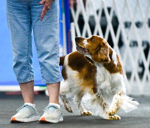 Rally, Pets/Animals, Pet Photography