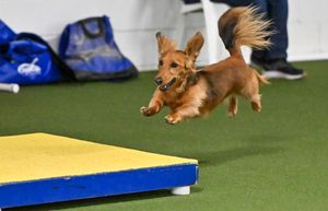 Canine, Agility