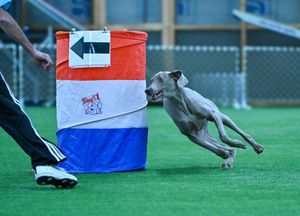 Canine, Agility, Speedway, Barrel racing